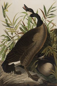 Canada Goose, 1827-1838