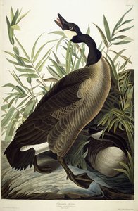 Canada Goose, c.1827-1838