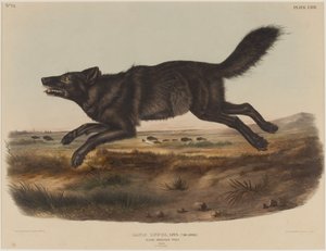 Canis Lupus (Black American Wolf)