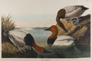 Canvas Backed Duck, 1836