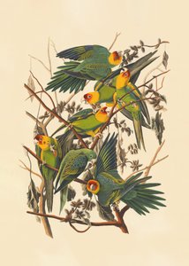 Carolina Parrot by John James Audubon