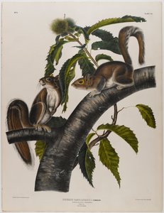 Carolina Grey Squirrel
