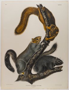 Cat Squirrel
