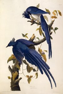 Columbia Jay Garrulus ultramarinus. From The Birds of America, 1827-1838 by John James Audubon
