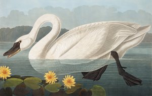 Common American Swan, Cygnus Americanus, from The Birds of America by John J. Audubon, pub. 1827-38