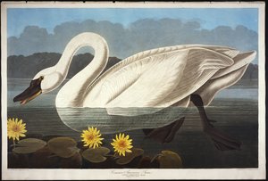 Common American Swan. Whistling Swan
