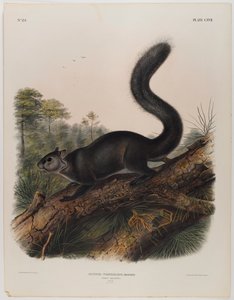 Dusky squirrel by John James Audubon
