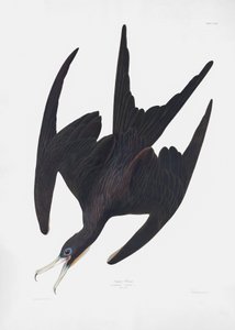 Frigate Pelican from Birds of America (1827) by John James Audubon