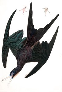Frigate Pelican, Tachypetes Aquilis, from 