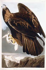 Golden Eagle, 1833 by John James Audubon