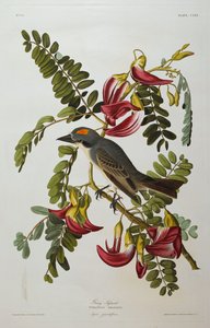 Gray Tyrant. Gray Kingbird