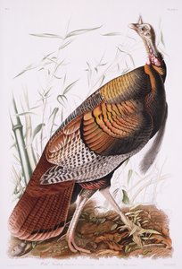 Great American Cock, or Wild Turkey by John James Audubon