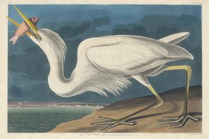 Great White Heron by John James Audubon