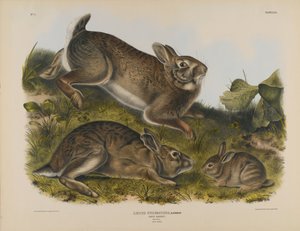 Grey Rabbit
