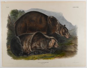 Grizzly bear