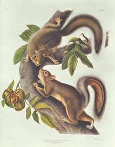 Hare Squirrel (Sciurus Leoporinus)