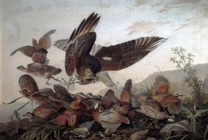 Hawks Attacking Partridges