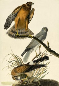 Hen Harrier, Circus Cyaneus, from The Birds of America by John James Audubon
