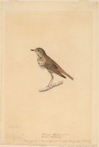 Hermit Thrush
