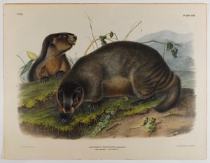 Hoary marmot