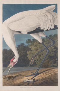 Whooping Crane by John James Audubon