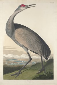 Hooping Crane by John James Audubon