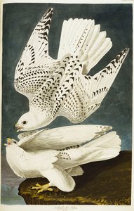 Iceland or Jer Falcon. Gyrfalcon