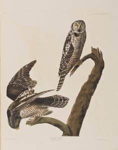 Illustration from 