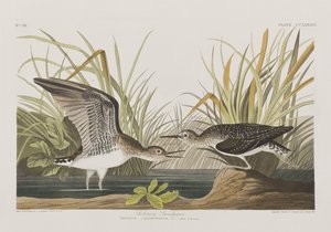 Illustration from 