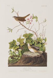 Illustration from 
