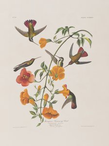 Illustration from 