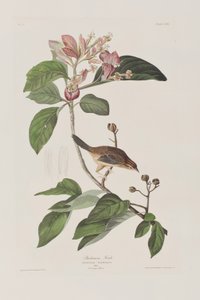 Illustration from 