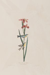 Illustration from 