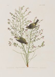 Illustration from 