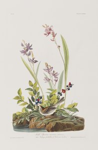 Illustration from 