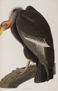 Illustration from 
