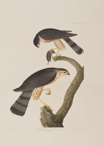Illustration from 