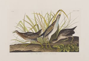 Illustration from 