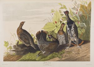 Illustration from 