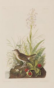 Illustration from 
