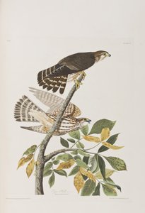 Illustration from 