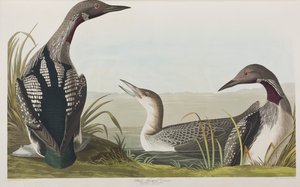 Illustration from 