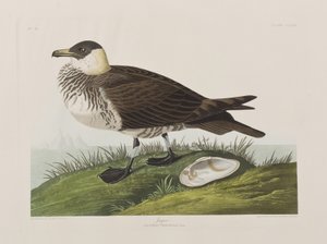 Illustration from 