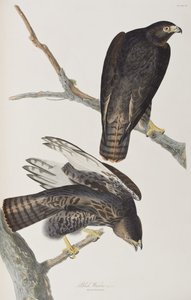 Illustration from 
