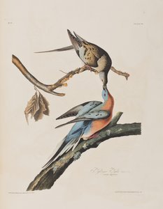 Illustration from 