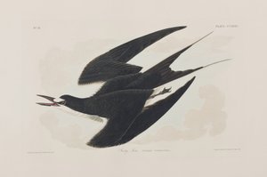 Illustration from 