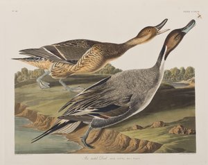 Illustration from 