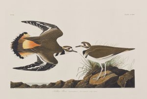 Illustration from 