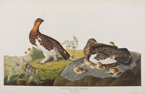 Illustration from 
