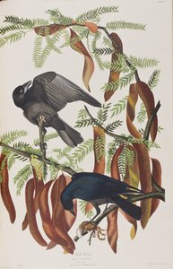 Illustration from 
